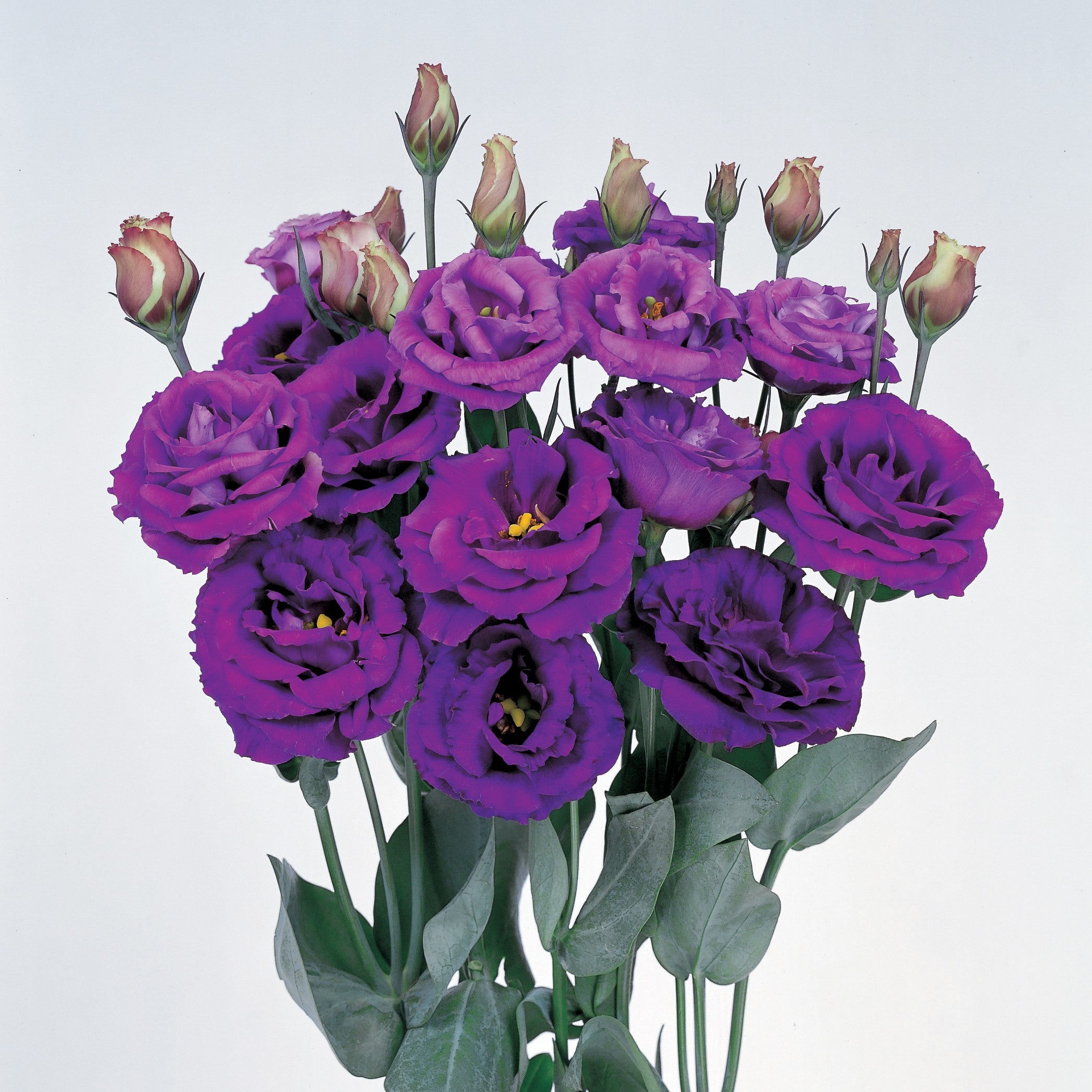 Lisianthus Rosita Purple Seeds for Rich Purple Garden Blooms