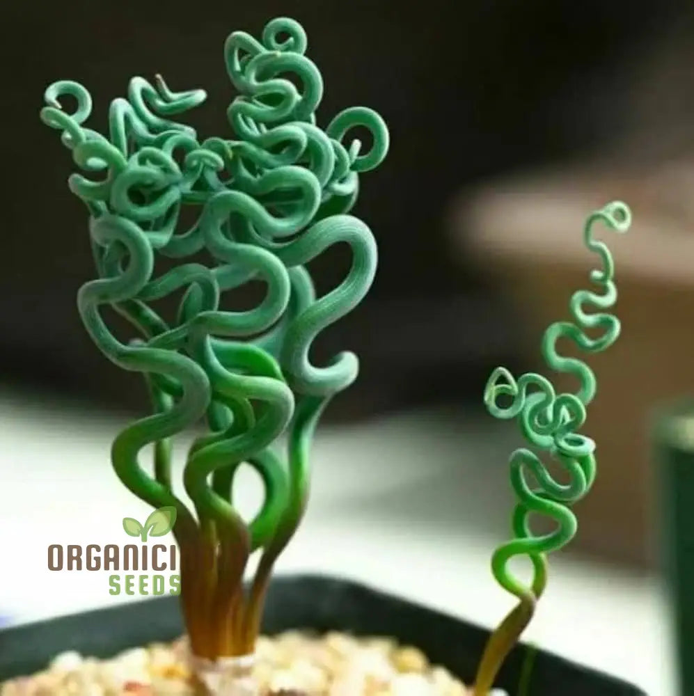 Lithops Living Stones succulent seeds for planting