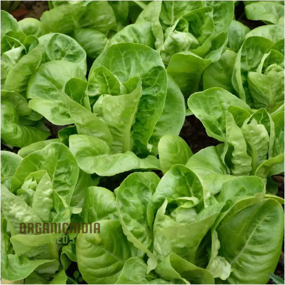 Little Gem Lettuce Plants Growing in Soil