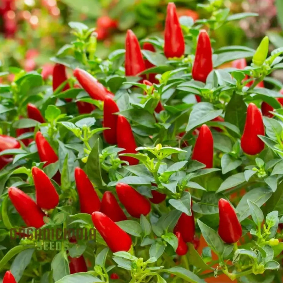 Little Hottie F1 Chilli Seeds for Planting, Premium Hybrid Home Garden Seeds