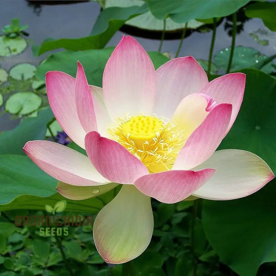Live Seeds - Nelumbo Nucifera Lotus Pink Water Plant 5 Fresh For Gardening Enthusiasts | Premium