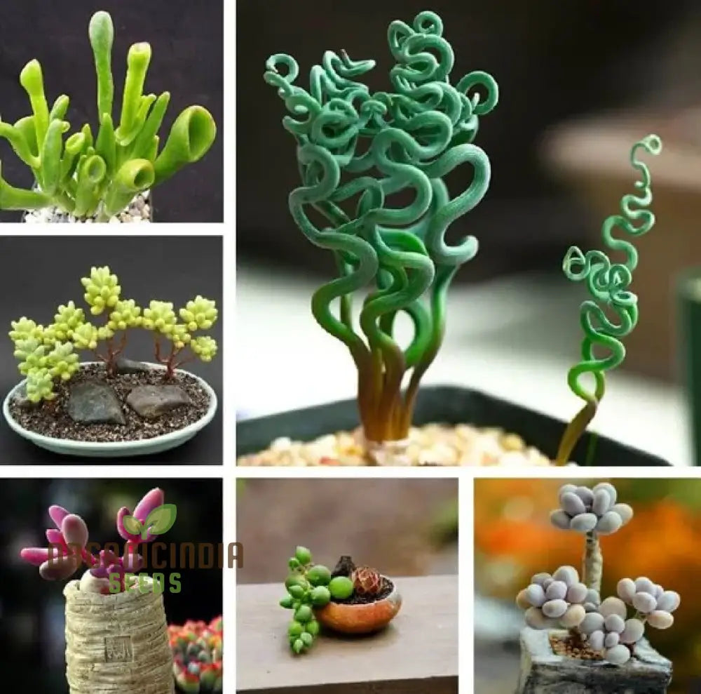Living Stones Succulent Cactus Rare Flower Seeds For Planting Dedicated Garden Perfect Indoor And