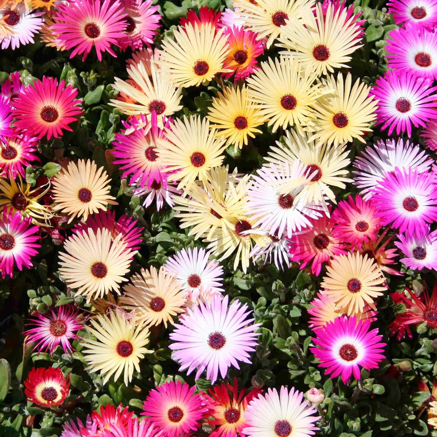 Livingstone Daisy Seeds Mixed Colors for Drought Tolerant Ground Cover