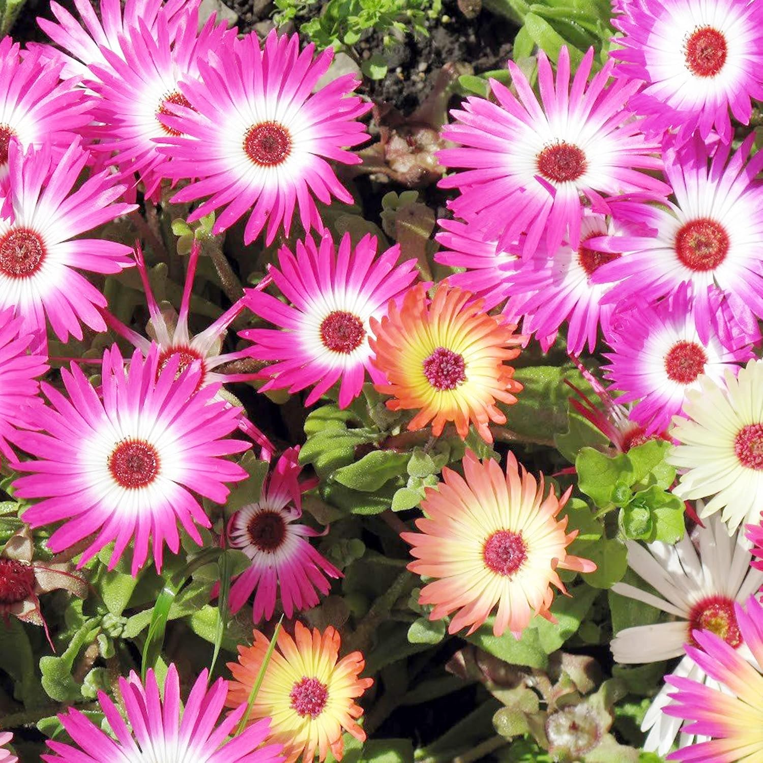 Livingstone Daisy Seeds for Rock Gardens and Dry Landscapes