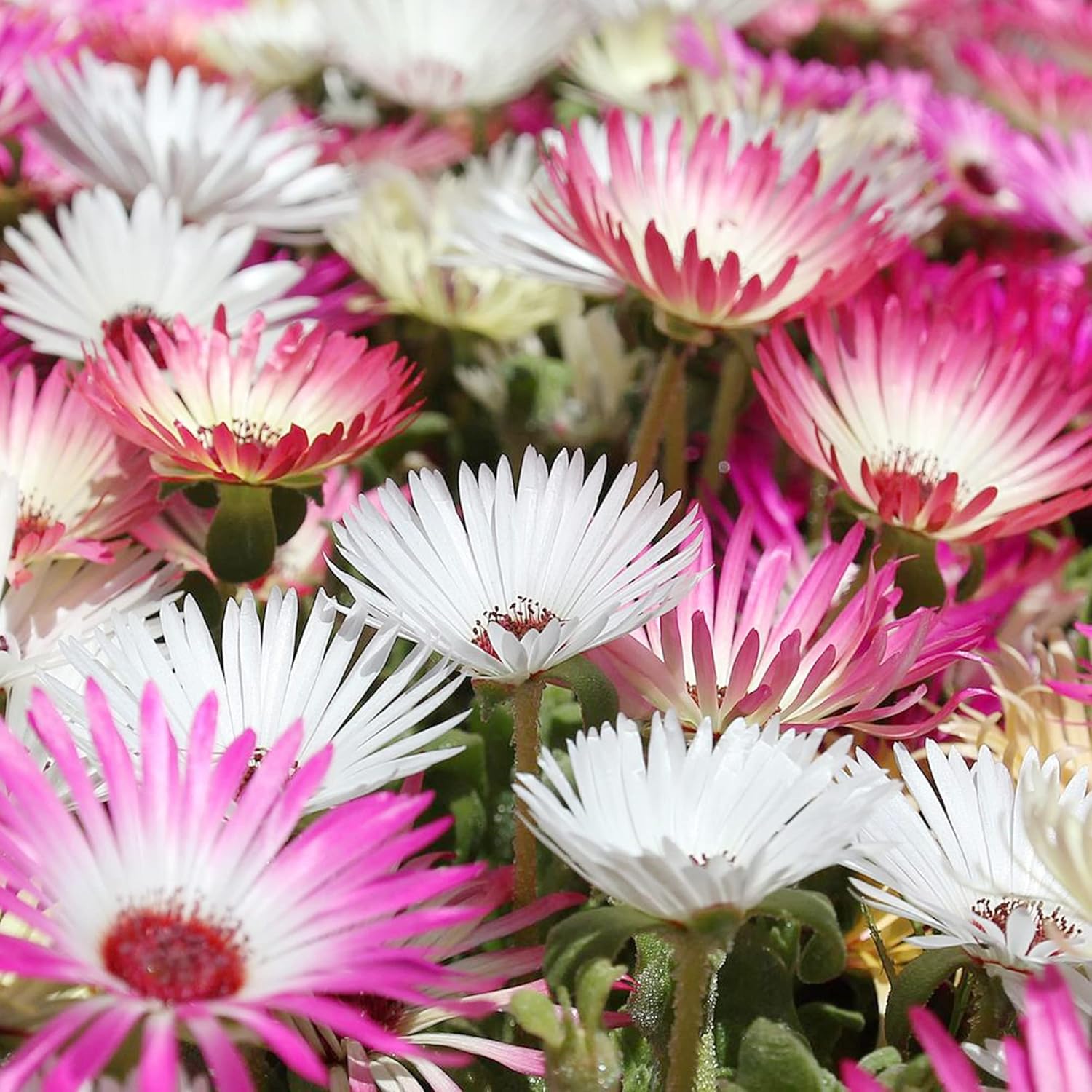 Livingstone Daisy Succulent Seeds for Colorful Ground Cover