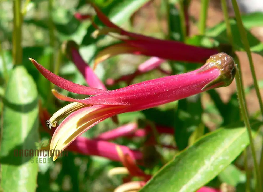 Lobelia Laxiflora Subsp. Flower Seeds Beautiful And Hardy Garden Addition Premium Quality Gardening