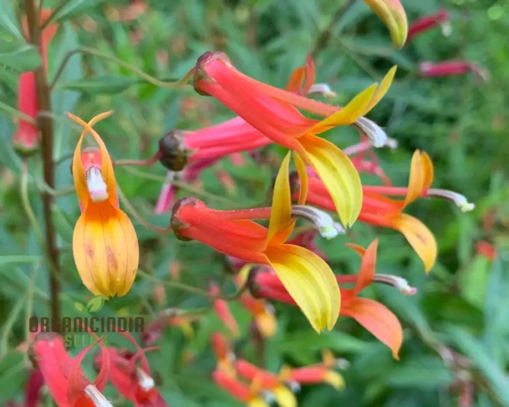 Lobelia Laxiflora Subsp. Flower Seeds Beautiful And Hardy Garden Addition Premium Quality Gardening