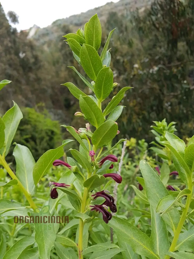 Lobelia Polyphylla Flower Seeds Stunning Addition To Your Garden Premium Quality Gardening Seeds