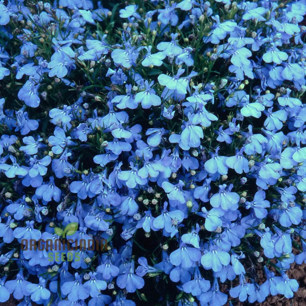 Lobelia seeds plant growth stages in outdoor garden