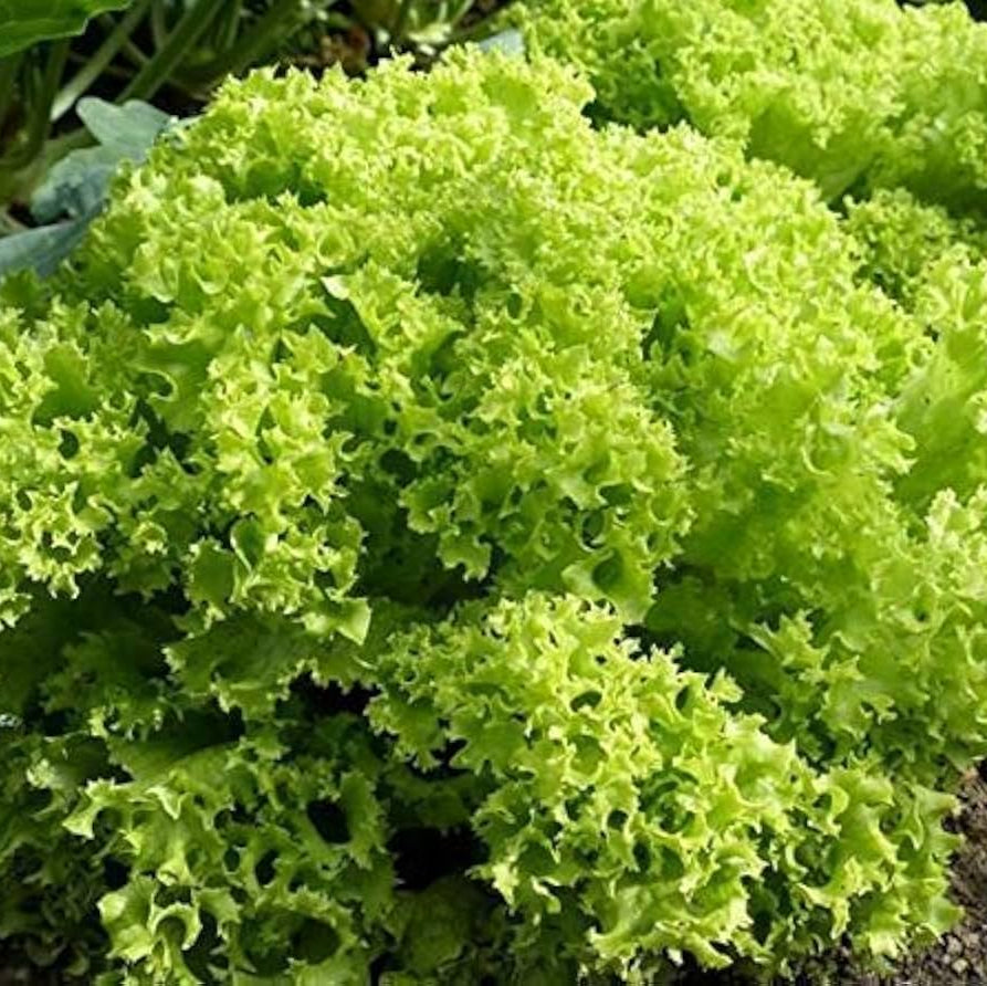 Lollo Bionda Lettuce Seeds for Planting, Crisp and Frilly Salad Greens