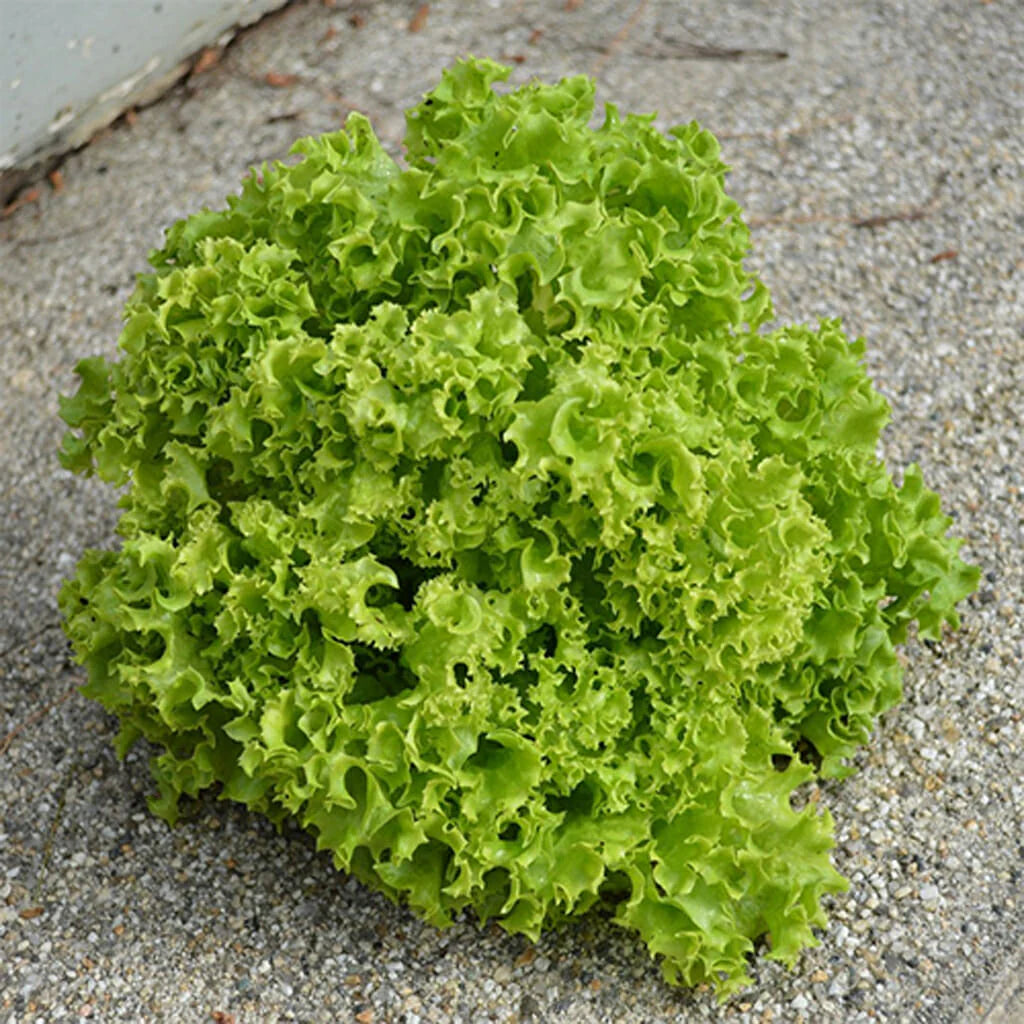 Mature Lollo Bionda Lettuce Head, Crisp and Frilly Leaves