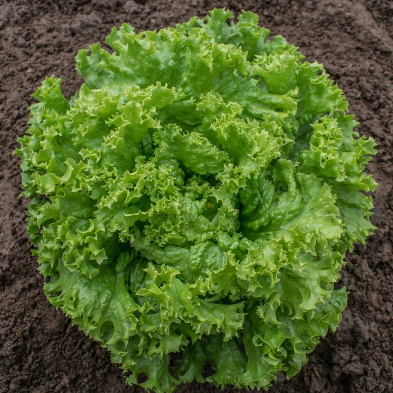 Lollo Bionda Lettuce Seedlings Growing from Seeds, Fresh Garden Greens