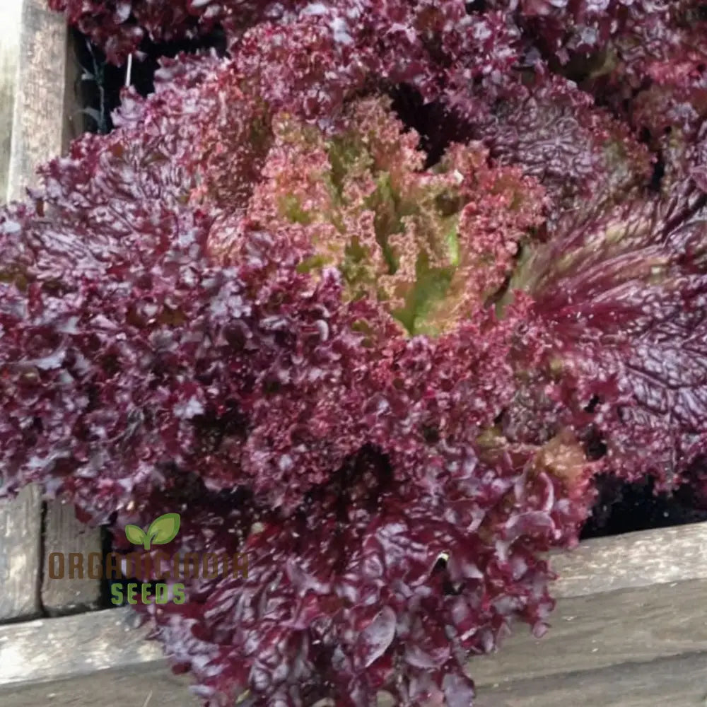 Organic Lollo Rossa Lettuce Seeds, Easy-to-Grow Red Lettuce for Garden