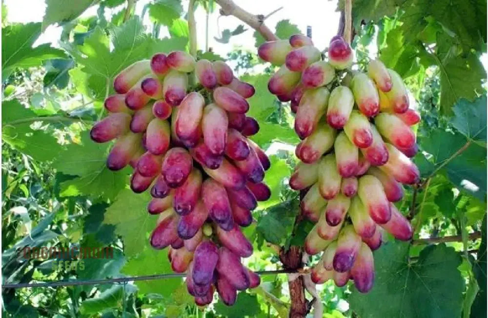 Long finger-shaped grapes hanging on vine