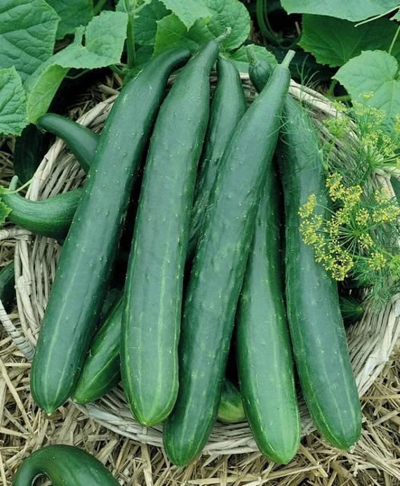 Long Green Improved Cucumber Seedling for Home Garden, Easy-to-Grow Heirloom Seeds