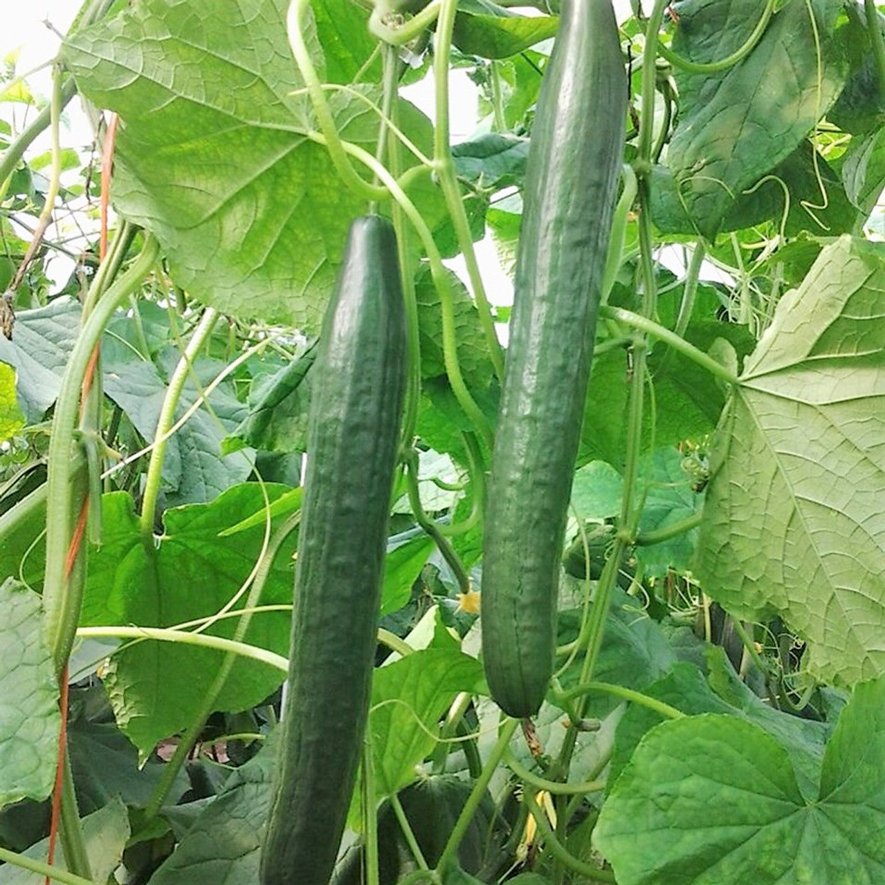 Long Green Improved Cucumber Seeds for Planting, Heirloom High-Yield Crisp Cucumbers