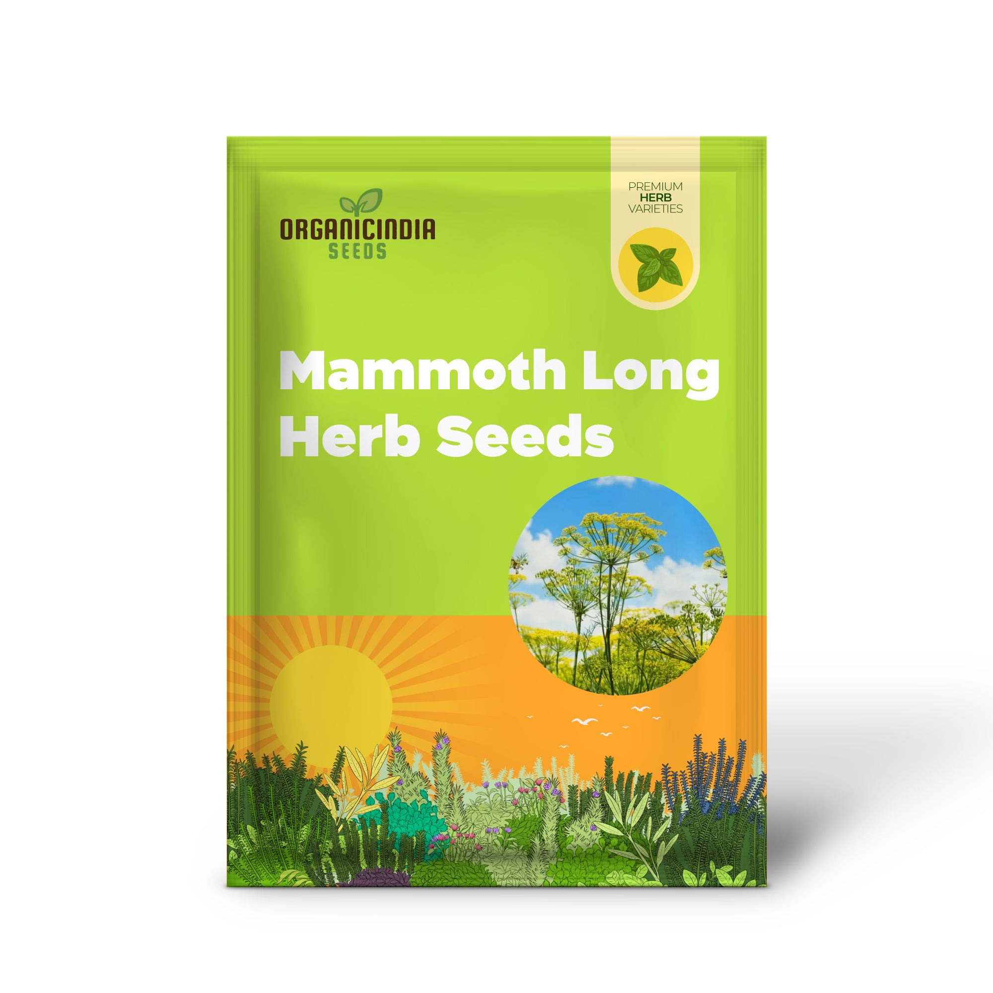 Long Island Dill Herb Plant Growing in Home Garden