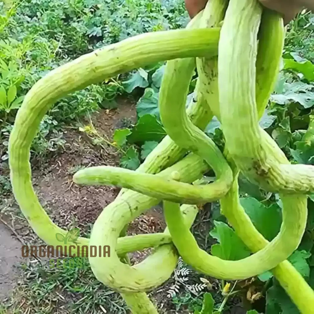 Mature Long Melon (Tar) Vine from Seeds, High Yield Garden Plant