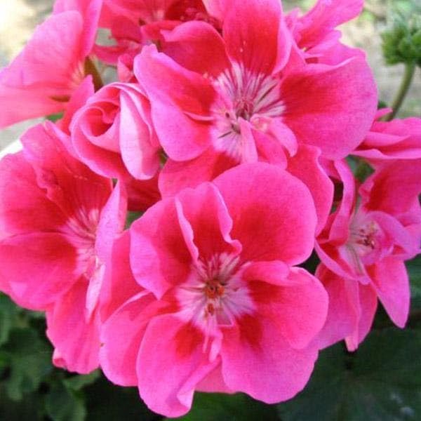 Long Trailing Ivy Geranium Seeds for Cascading Garden Beauty
