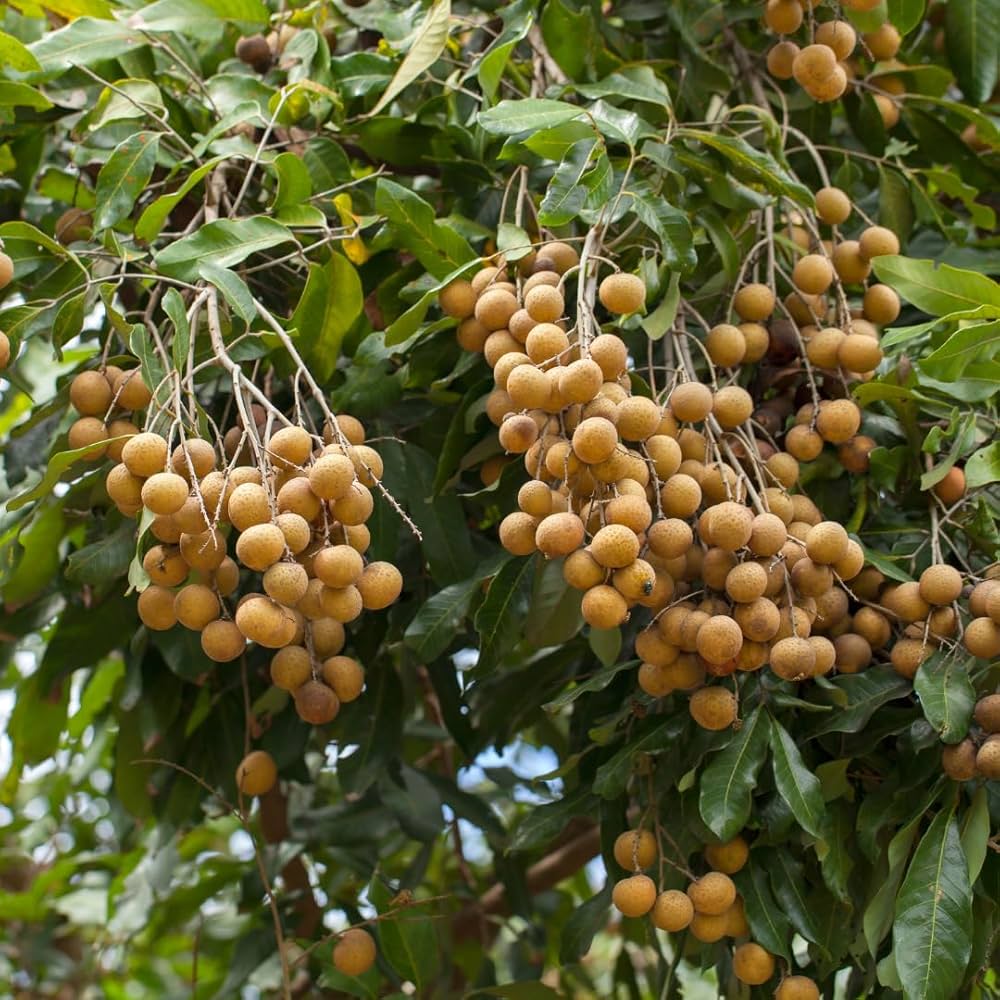 Longan Dragon Eye seeds for planting non-GMO tropical variety