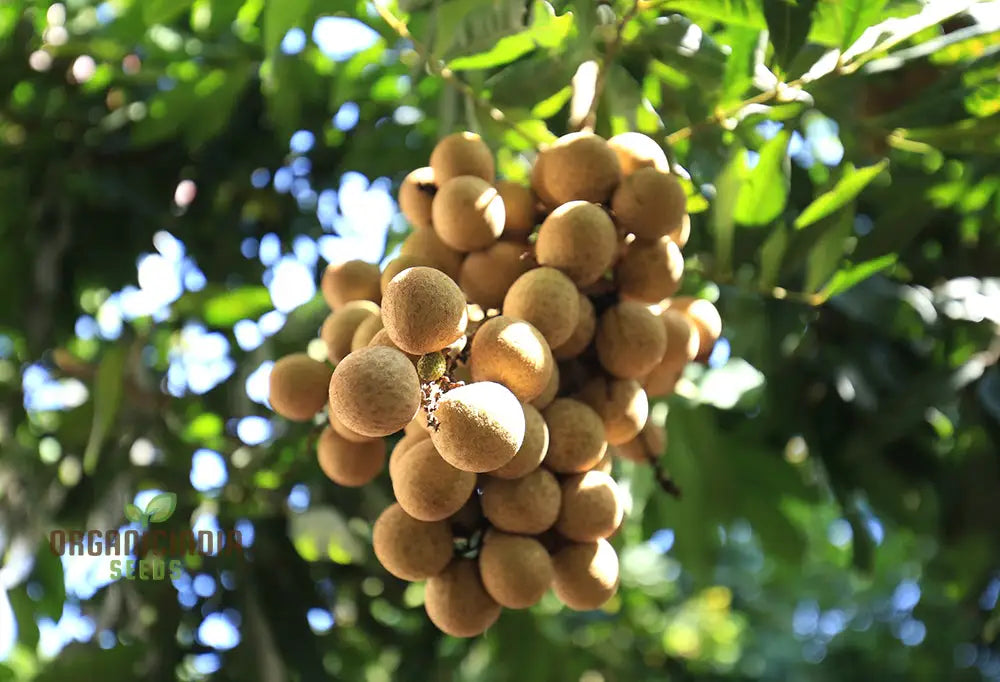 Organic Longan Fruit Seeds for Home Garden