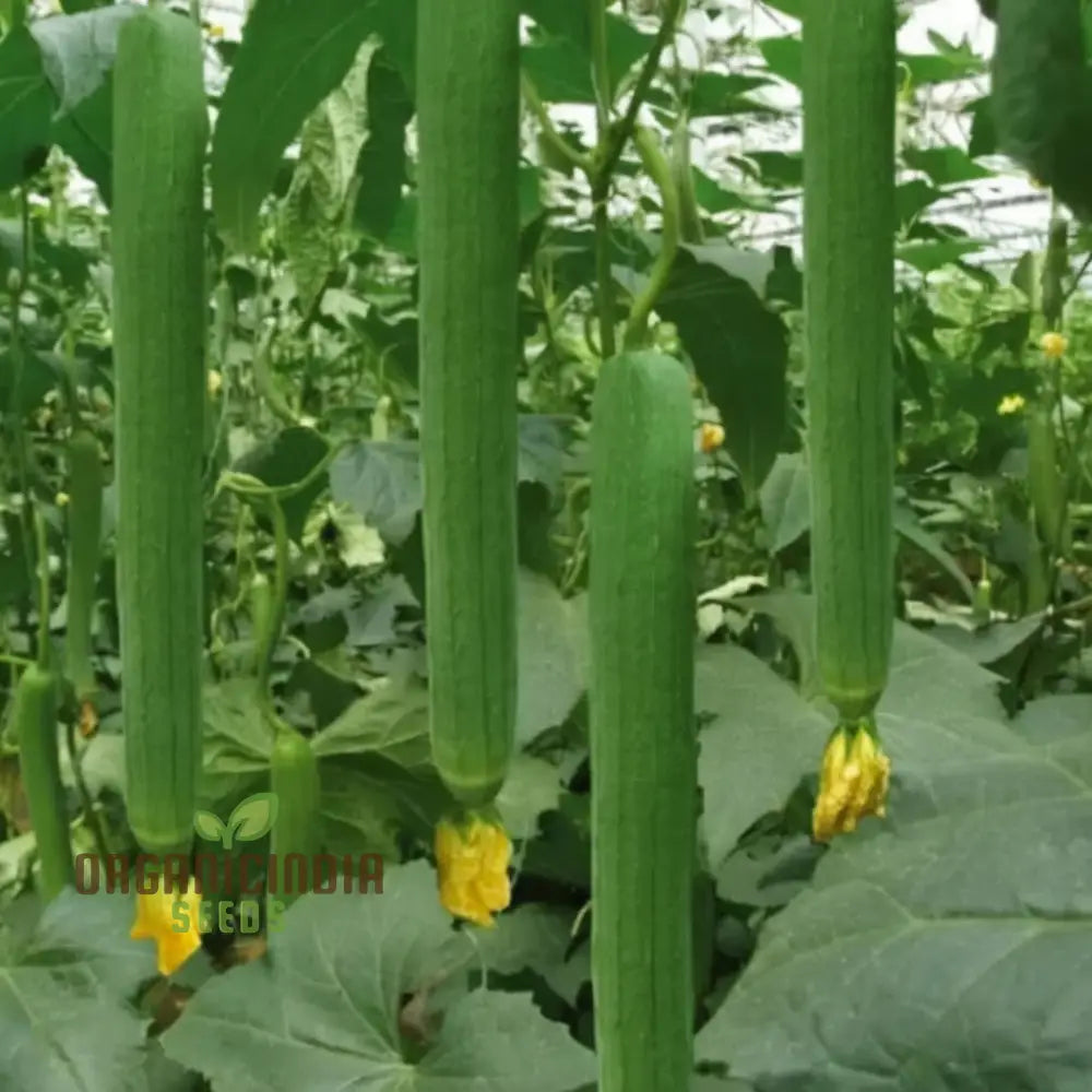 Healthy Loofah Seedlings Sprouting from High-Quality Luffa Seeds