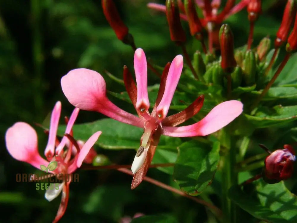 Lopezia Racemosa Flower Seeds Beautiful And Uncommon Garden Addition Premium Quality Gardening Seeds