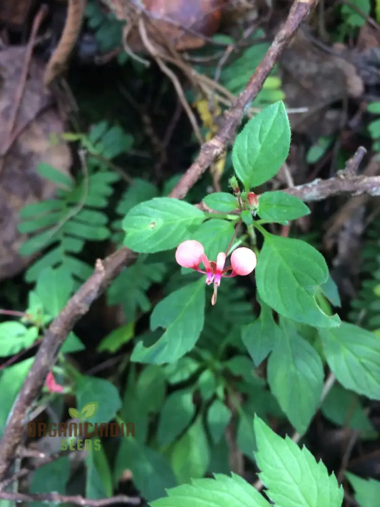 Lopezia Racemosa Flower Seeds Beautiful And Uncommon Garden Addition Premium Quality Gardening Seeds