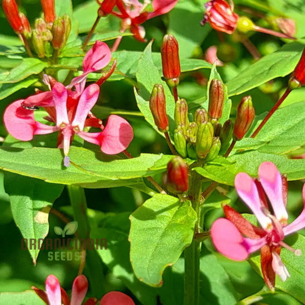 Lopezia Racemosa Flower Seeds Beautiful And Uncommon Garden Addition Premium Quality Gardening Seeds