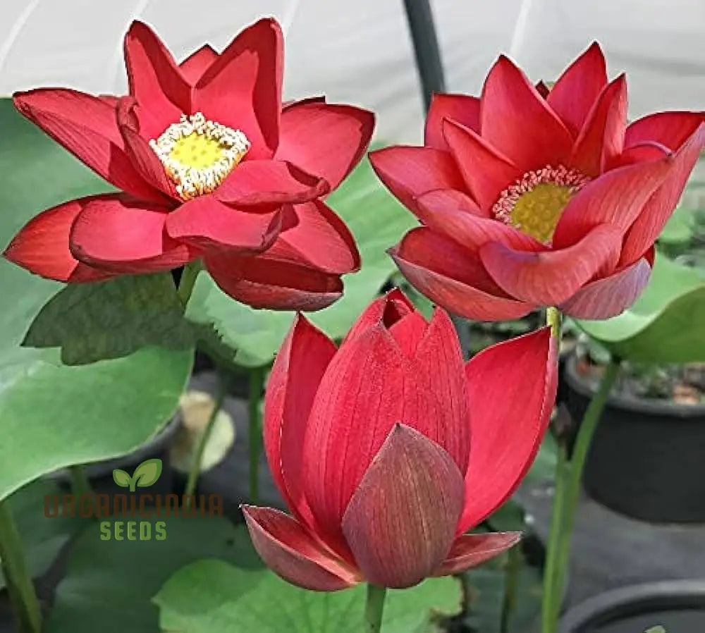 Lotus Bloom Seeds for Home Gardening and Pond Setup