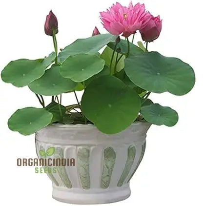 Lotus Mix Flower Seeds (Pack Of 20 Seeds) - All Colors Bring Positive Vibrations To Your Garden