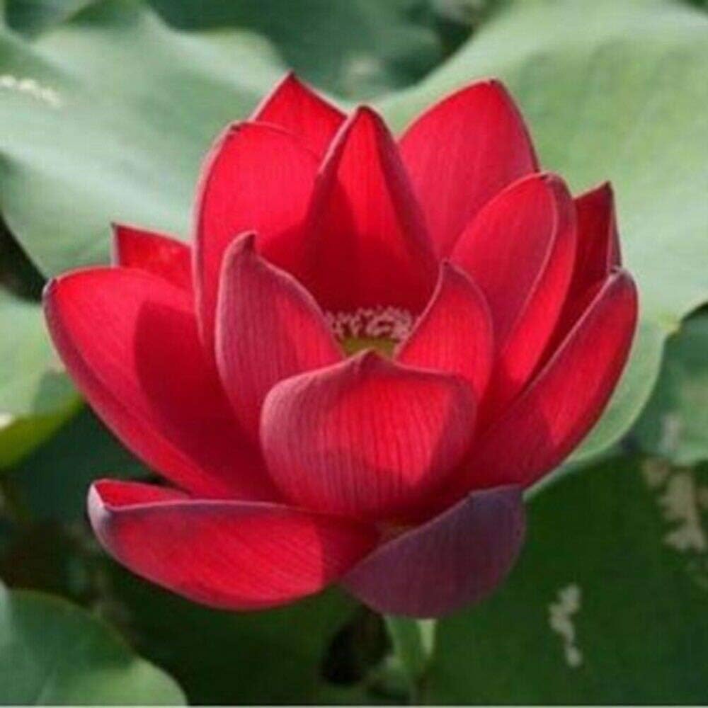 Red Lotus Plant Growing in Outdoor Water Container