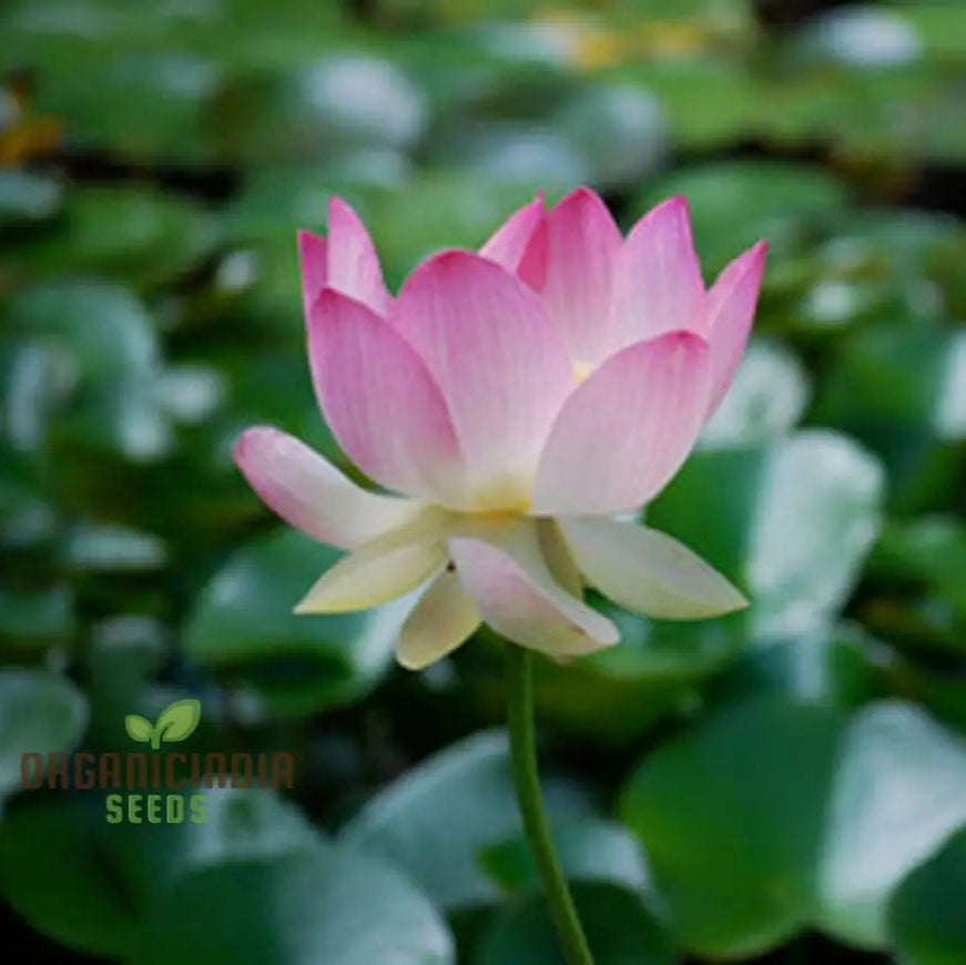 Pink Lotus Water Plant Growing in Container Bowl