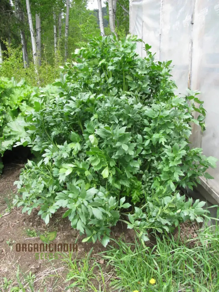 Lovage Plant Growing Tall in Home Herb Garden