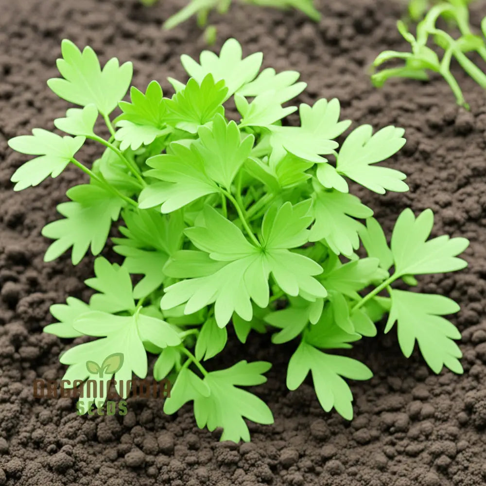 Lovage Herb Seeds Sprouting into Healthy Green Seedlings
