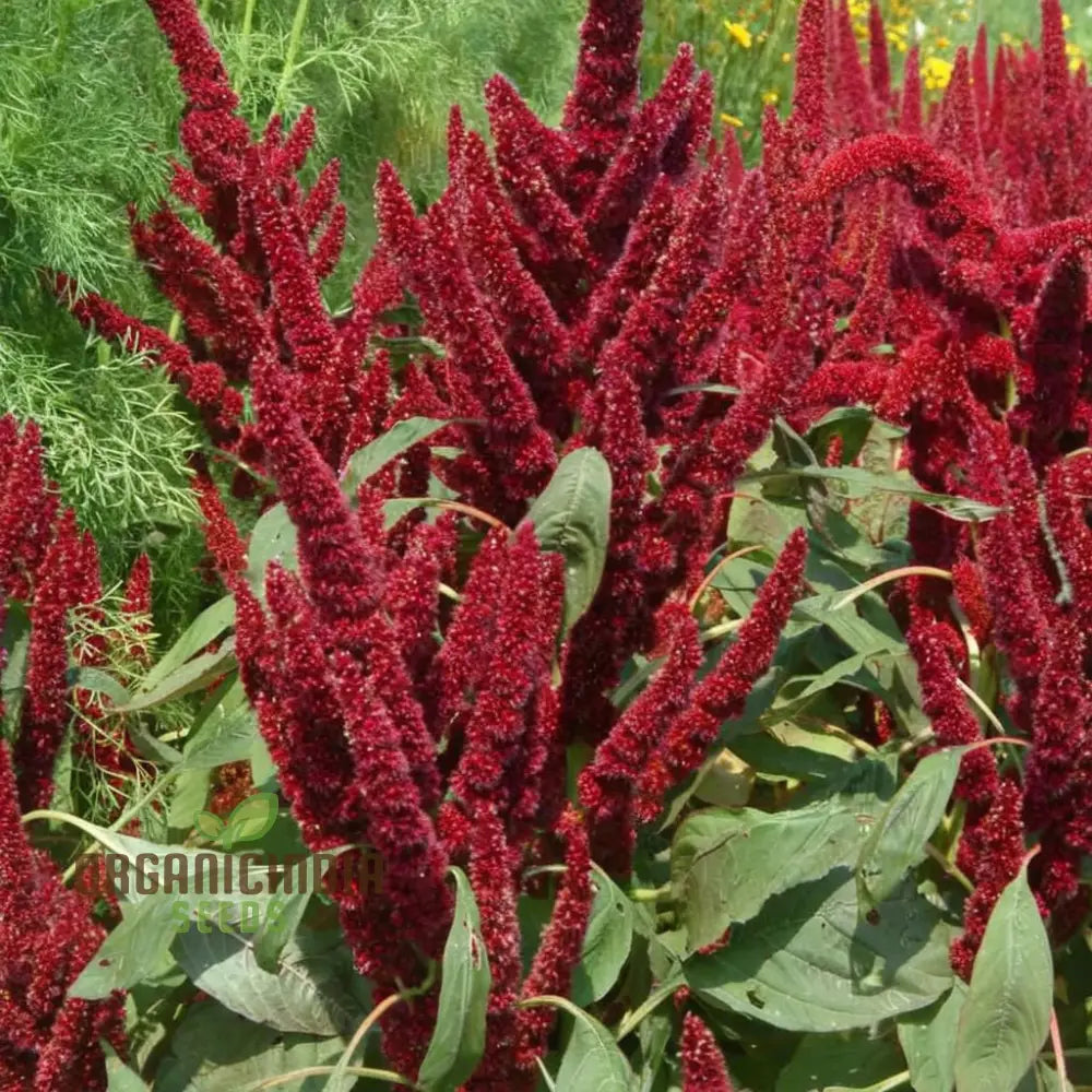 Love lies bleeding seeds red hanging blooms