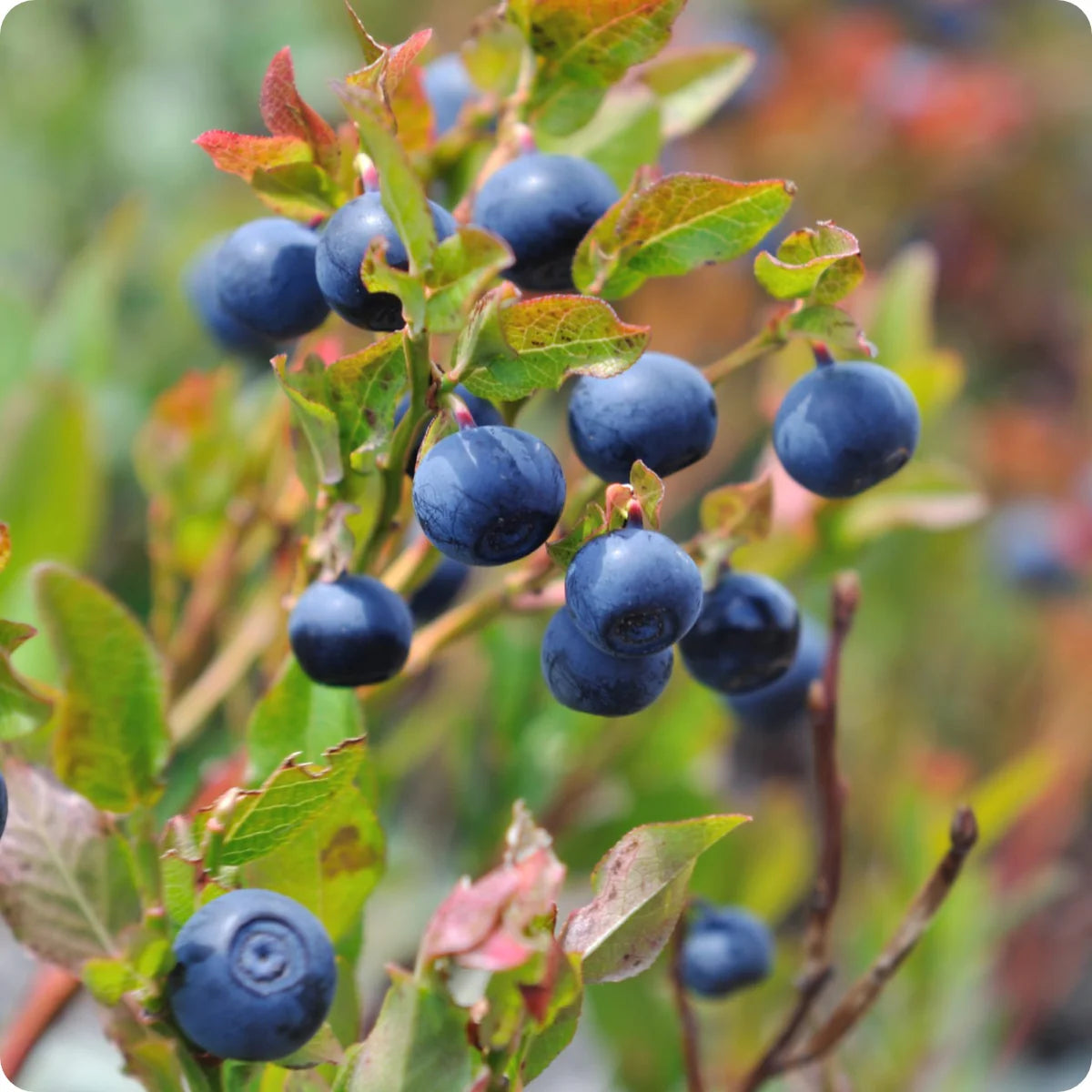 Low-bush wild blueberry seeds for planting Vaccinium angustifolium