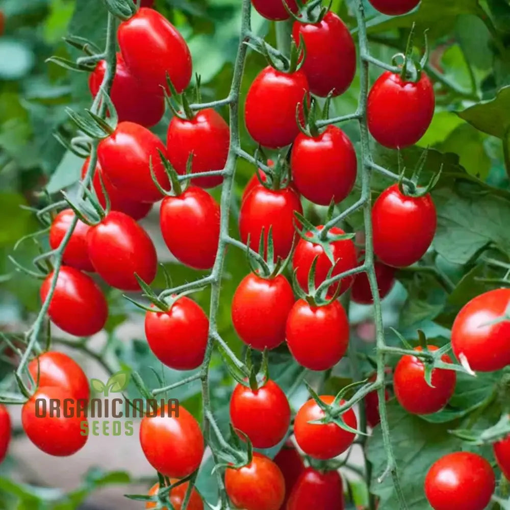 Vibrant Luciebell Tomatoes Growing on Plant from Seeds, Home Garden Tomatoes