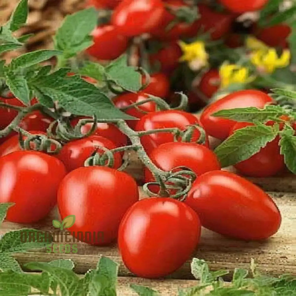 Luciebell Tomato Seedling for Home Garden, Easy-to-Grow Heirloom Seeds