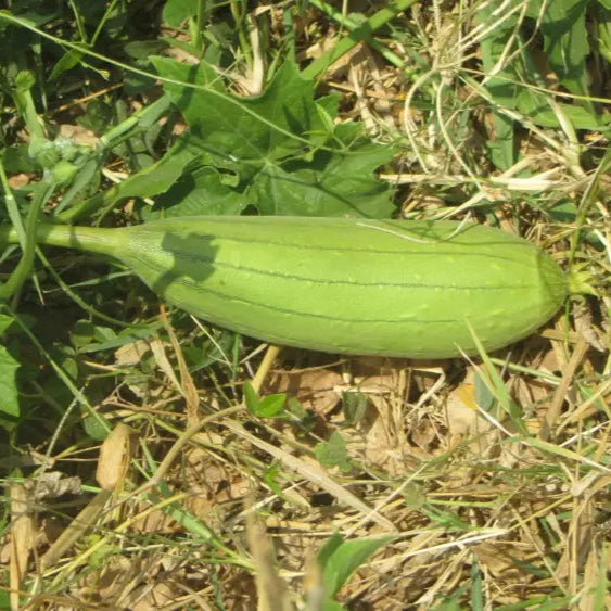 Luffa Aegyptiaca Seeds Packet, Non-GMO Vegetable Seeds for Planting
