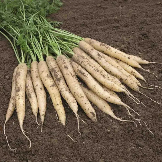 Lunar White Carrot Seedlings Growing from Carrot Seeds