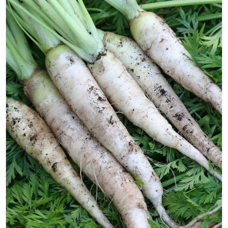 Lunar White Carrot Seeds Heirloom Variety for Garden Planting