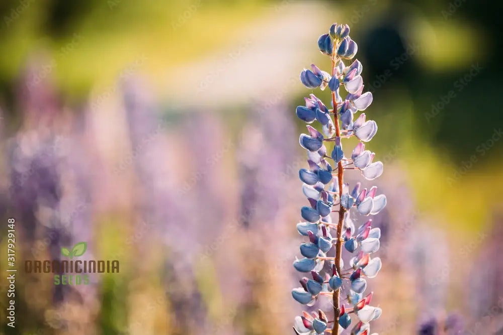 Lupin Sunrise Flower Seeds For Planting: A Gardener’s Delight - Discover Vibrant Blooms And