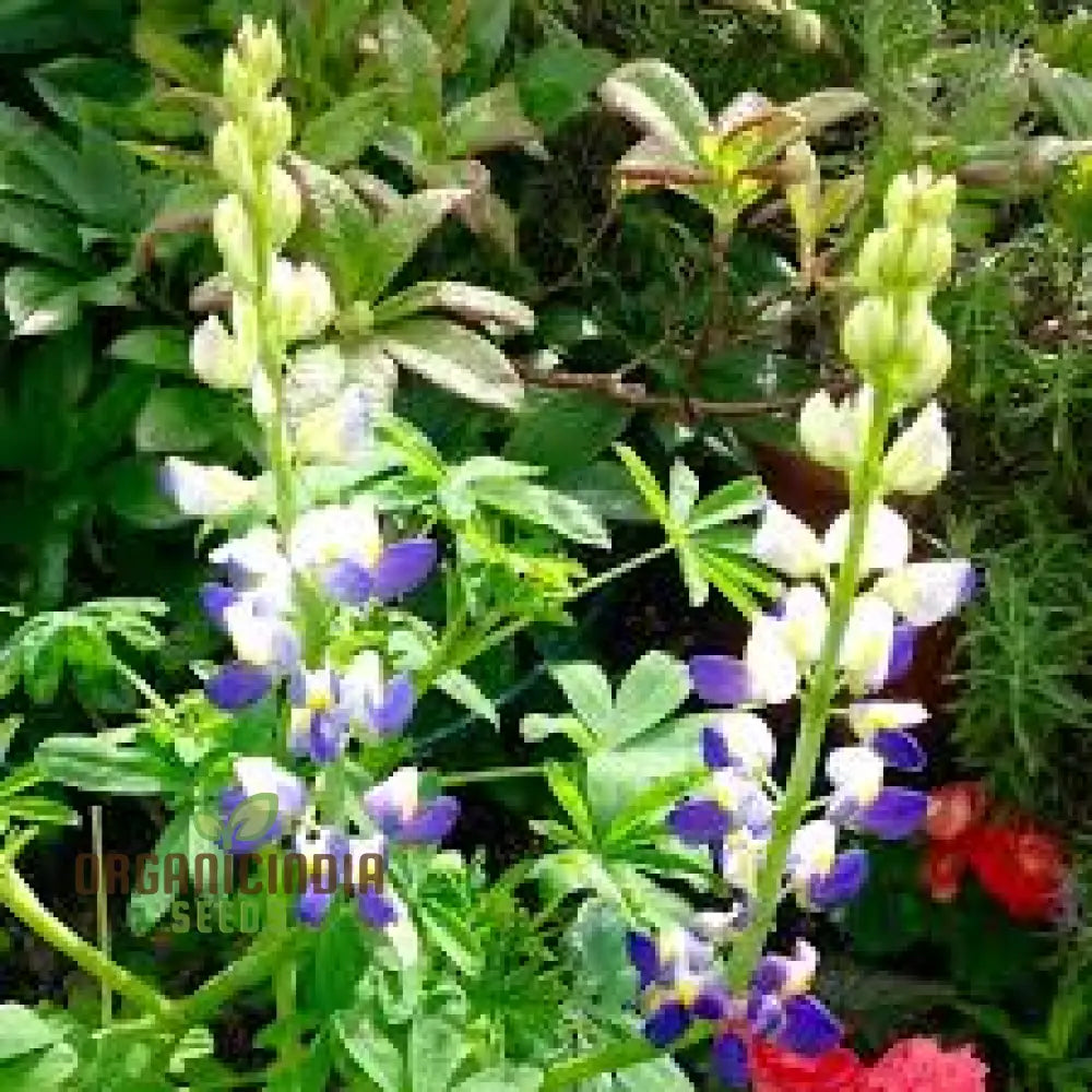 Lupin Sunrise Flower Seeds For Planting: A Gardener’s Delight - Discover Vibrant Blooms And