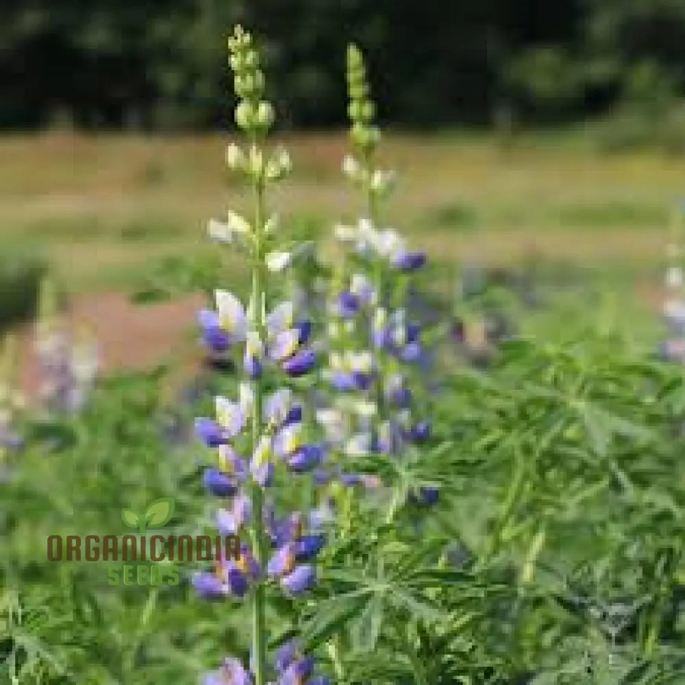 Lupin Sunrise Flower Seeds For Planting: A Gardener’s Delight - Discover Vibrant Blooms And