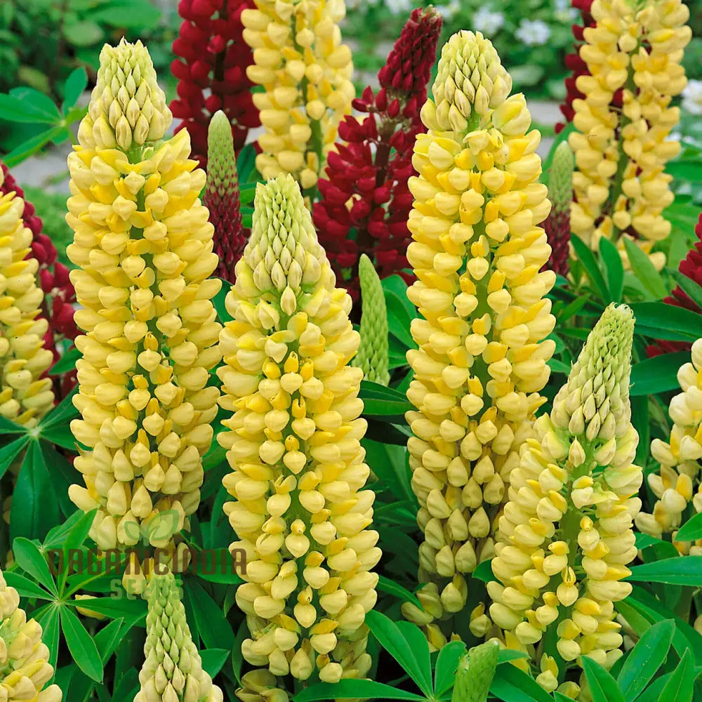 Russell Chandelier Yellow Lupine Seeds for Vibrant Garden Blooms