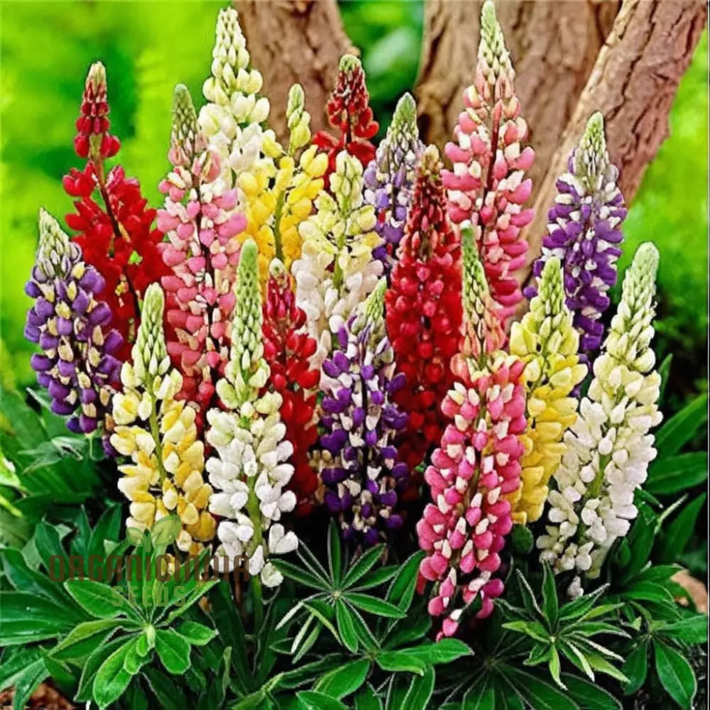 Lupini Beans Flower Seeds for Planting