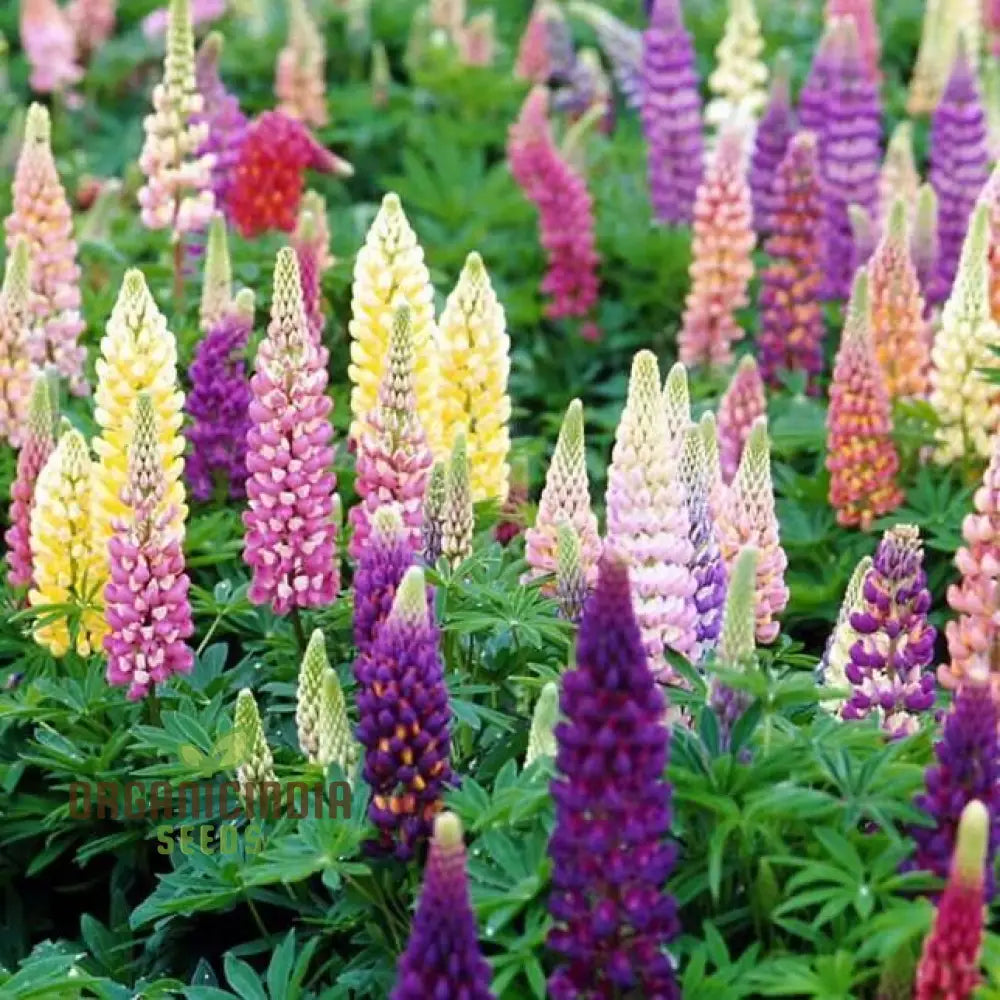 Lupinus seeds packet for home garden planting