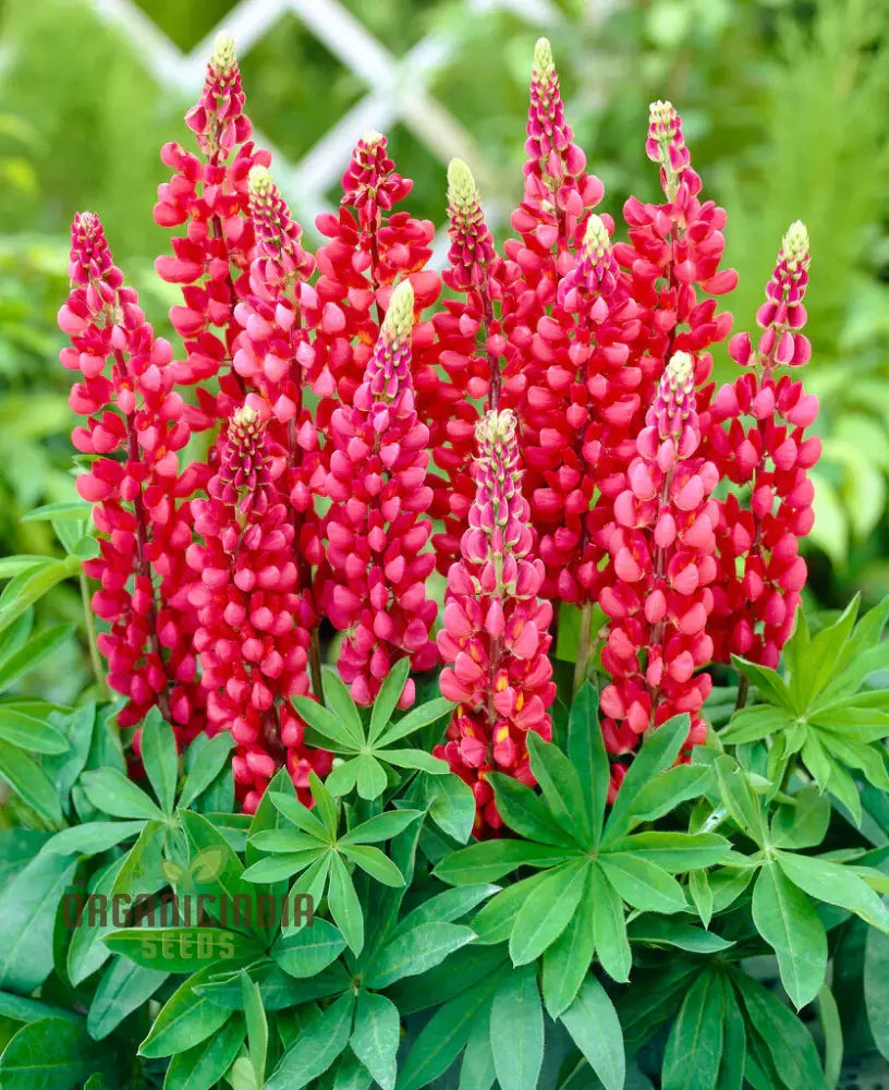 Lupinus X Russellii ’My Castle’ Flower Seeds Majestic Addition To Your Garden Premium Quality