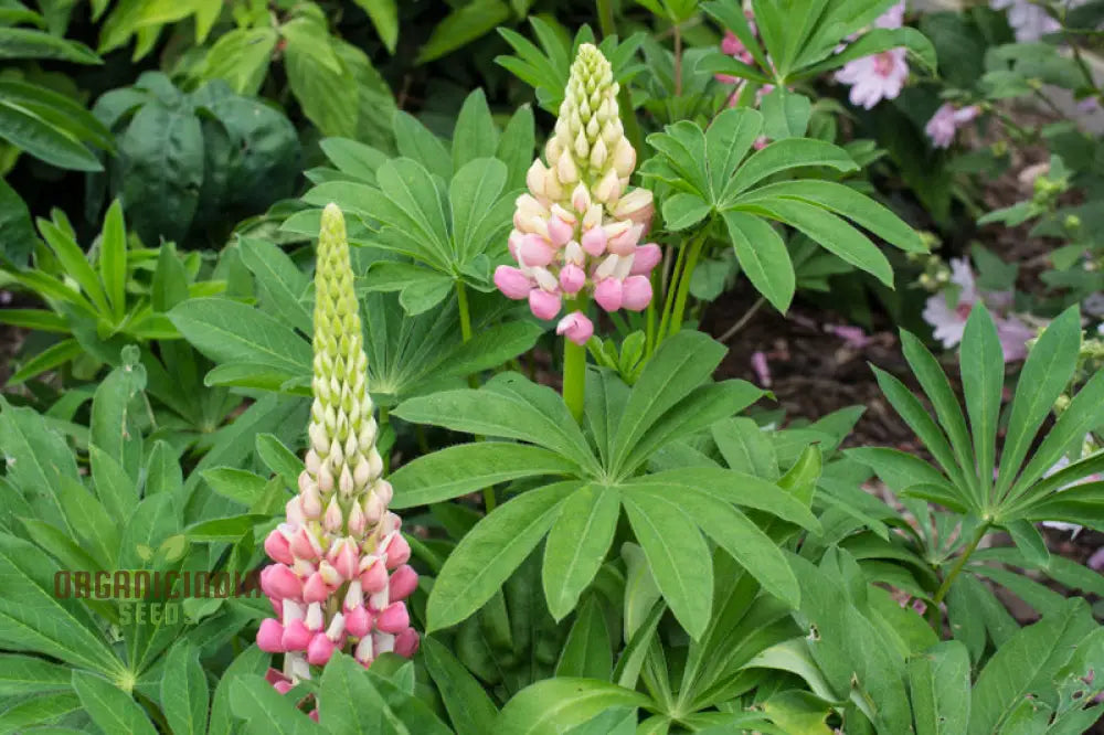 Lupinus X Russellii ’The Chatelaine’ Flower Seeds For Planting Elegant And Vibrant Addition To